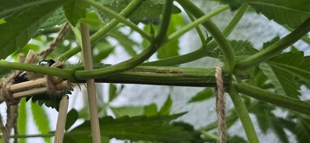 Mystery Weed Plant — vegetative, day 76