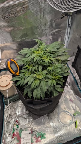 maui wowie auto — vegetative, day 35