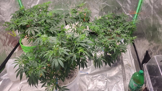 1st grow indoors(cardboard box to 2x2x4 to 5x5x6) — vegetative, day 65