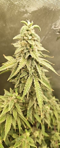 Last girls got kicked. — flower, day 150