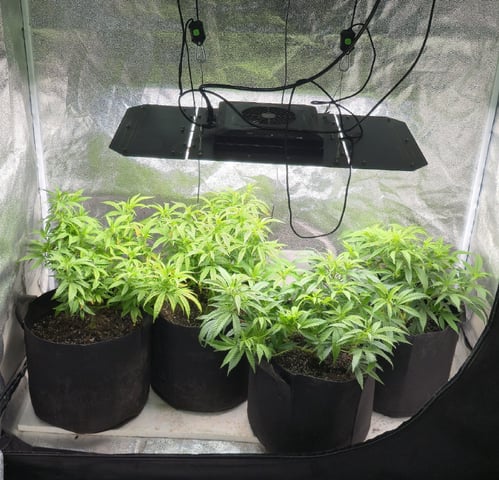 SBJ Clones — vegetative, day 54