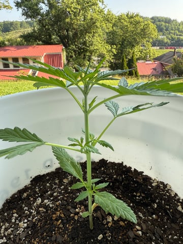 •Freedom Grow• — vegetative, day 27