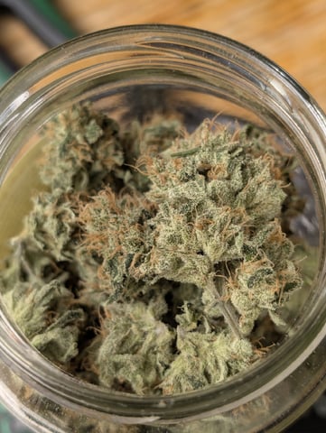 Cinderella 99 -C99 — harvest, day 122