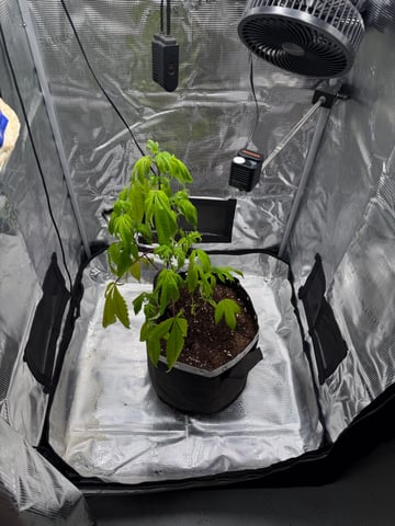  Apple fritter  Clones round two — vegetative, day 104