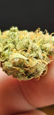 frozen biscotti — grow_setup, day 85