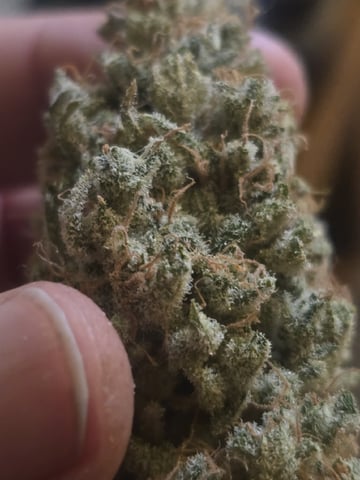 3rd Auto Grow — flower, day 132