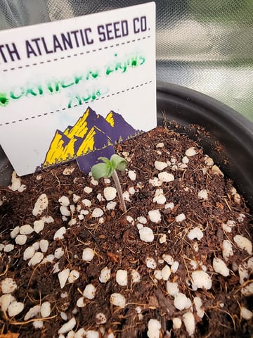 Original Northern Lights — seedling_rooting, day 2