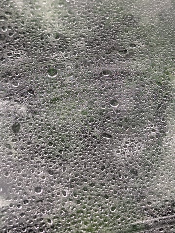 Esquejes — seedling_rooting, day 1