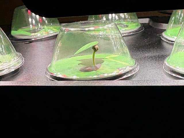 Rc Exotics — seedling_rooting, day 7