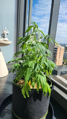 Royal Highness — flower, day 82