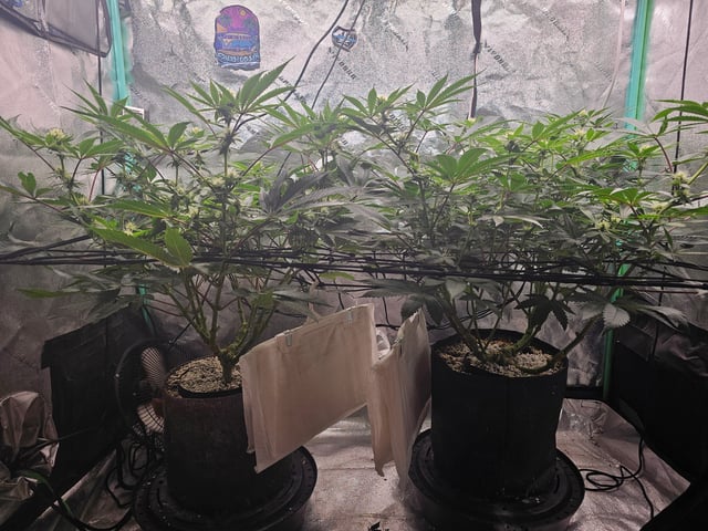 first grow — flower, day 78