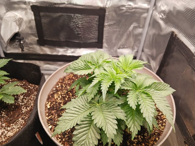 9lbhammer feminized  — vegetative, day 22