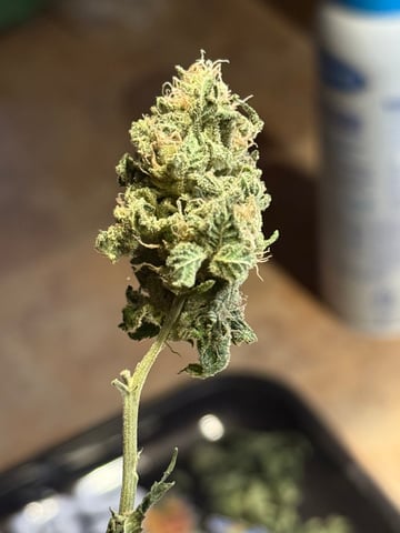 Blue Dream — harvest, day 119