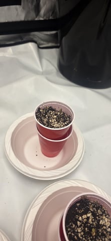Lime Rian. — seedling_rooting, day 3