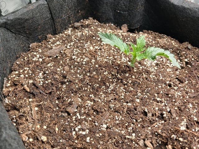 9lbhammer feminized  — vegetative, day 11