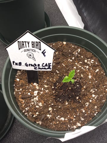 Dirty Bird - Thousand Island Fem & Platinum Kush Breath Remix x Grape Cakehead Fem Photo  — germination, day 1