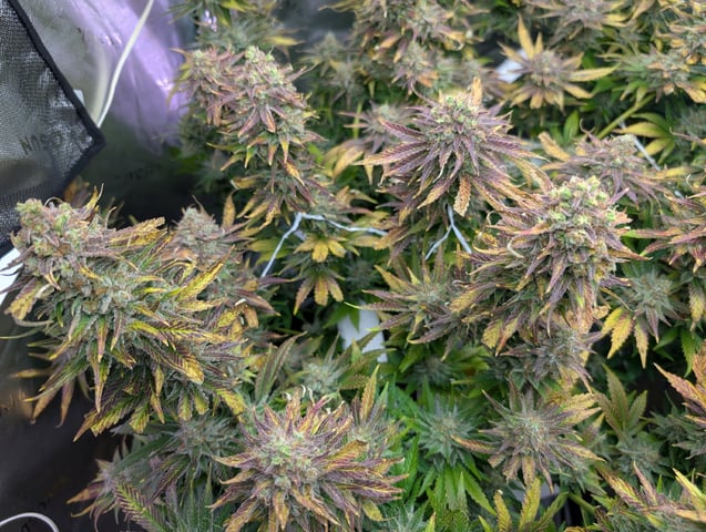 Golden Goat — flower, day 43