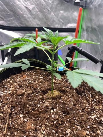 Six  — vegetative, day 27