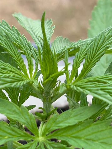 First ever grow — flower, day 45