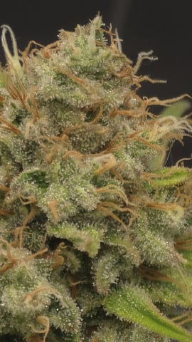 lilac diesel Rbx2 — flower, day 114