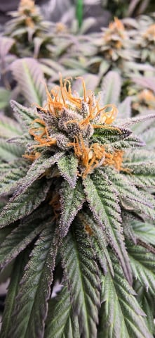 SBJ Clones — flower, day 110