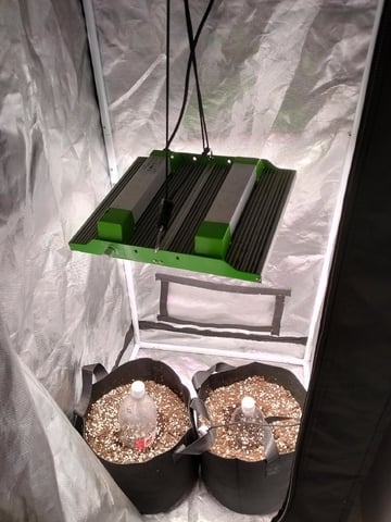 Banana Purple Punch Auto — germination, day 2