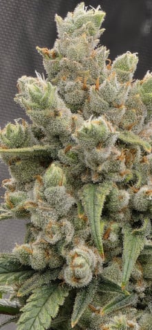 strawberry guava bx — flower, day 30