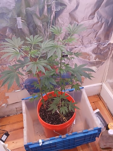 triangle kush  — vegetative, day 25