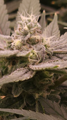 3rd run, 8 plant mom hunt - indoor top fed DTW with rockwool — flower, day 144