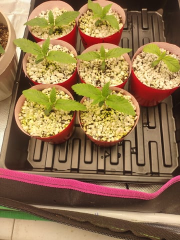 Mainely Genetics Micro Pheno Hunt — seedling_rooting, day 6