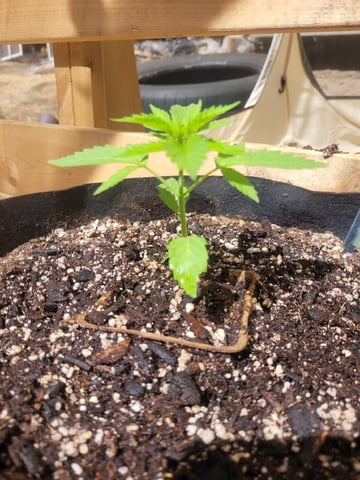 Clones And Hermie Seeds