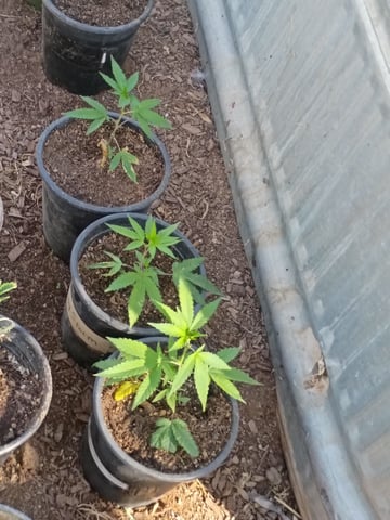 Platinum Og — grow_setup, day 1