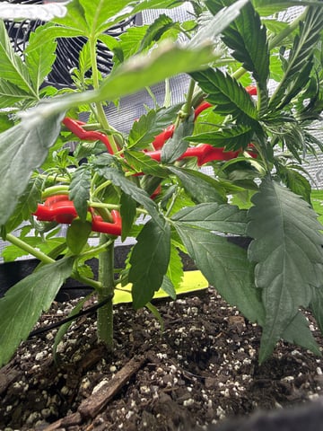 Gorilla Cookies 2nd Try — vegetative, day 38
