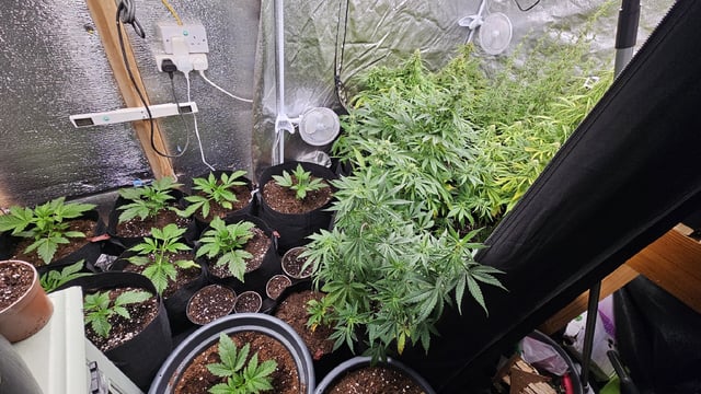 4th APRIL — vegetative, day 24