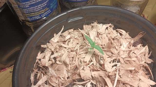 first grow — seedling_rooting, day 11