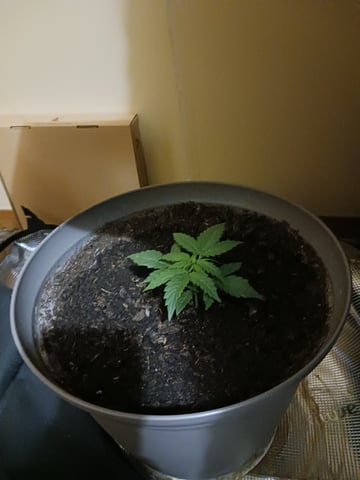 black gorilla feminized  — vegetative, day 10