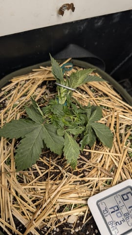 Double Smile And (Alien Vs Triangle X Strawberry Nuggets) — vegetative, day 24
