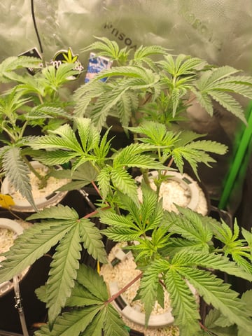 Mainely Genetics Micro Pheno Hunt — flower, day 42