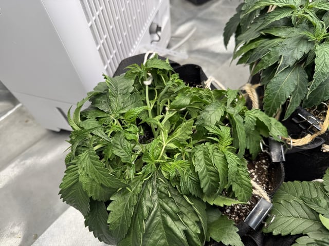Late Season Start  — vegetative, day 35