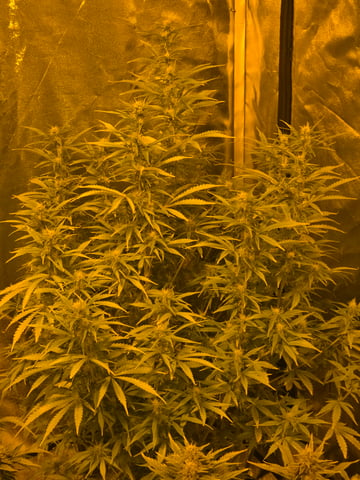 2nd Autoflower Indoor Grow — flower, day 67