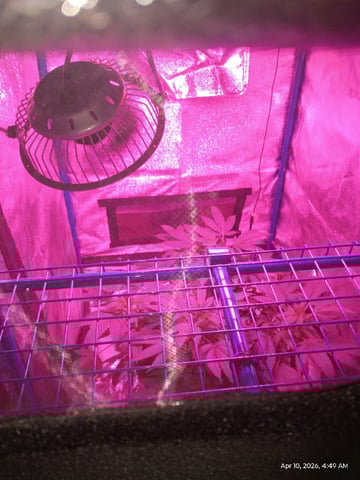 Georgia Pie Female Photo