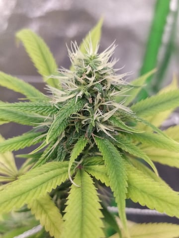 Pren seeds from brazil — flower, day 19