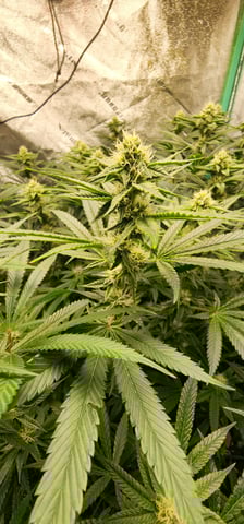 10G's — flower, day 74