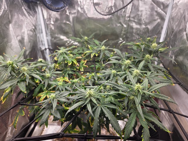 Experiment Time — flower, day 53