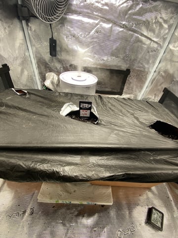 OG White Widow — germination, day 3