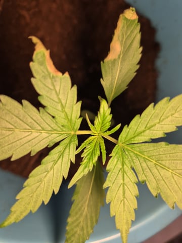 auto easy skunk — vegetative, day 1