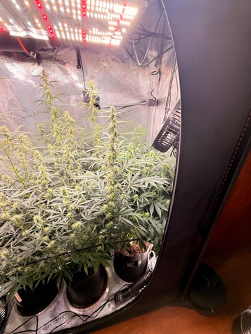 First grow — auto, day 43