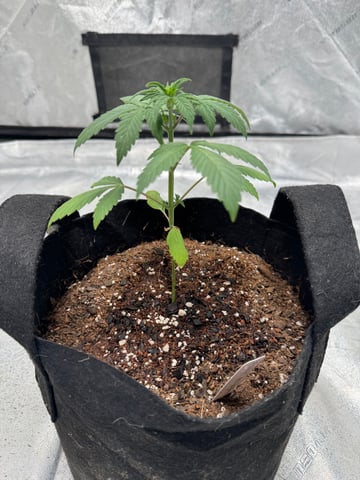 white runtz auto flower — vegetative, day 24