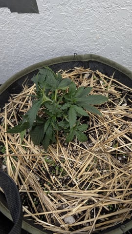 August Grow — vegetative, day 25