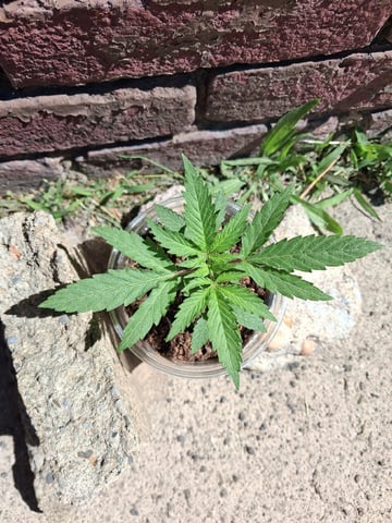 My First Grow — vegetative, day 44